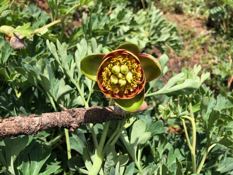 n_Brown's Peony.jpg